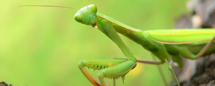 Praying Mantis HD Wallpapers New Tab Theme marquee promo image