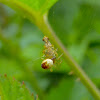 Orb Weaver