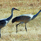 Sandhill crane