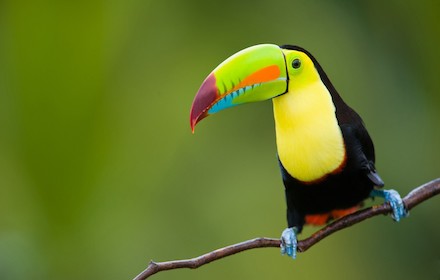 Toucan Bird Theme small promo image