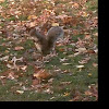 Eastern gray squirrel