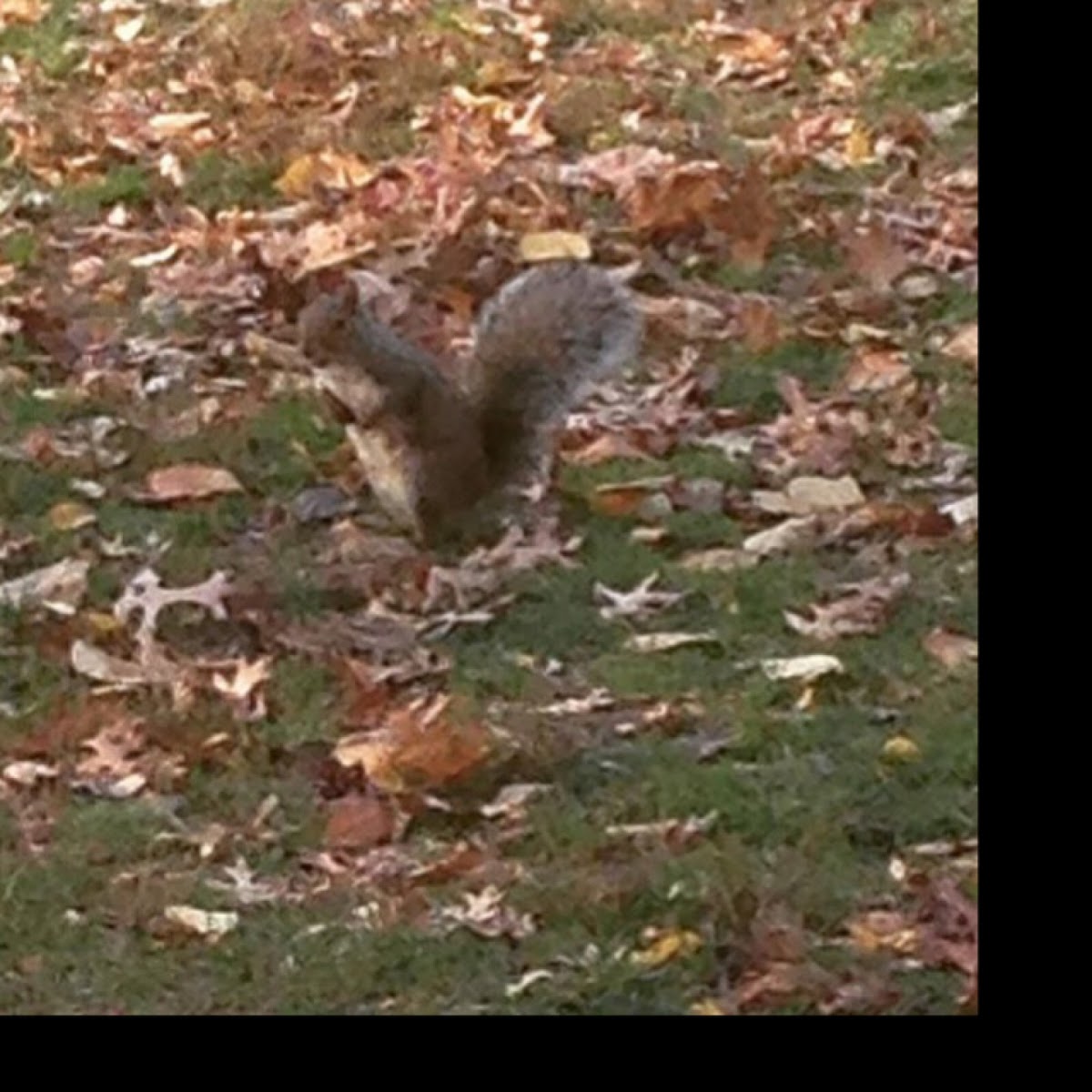 Eastern gray squirrel