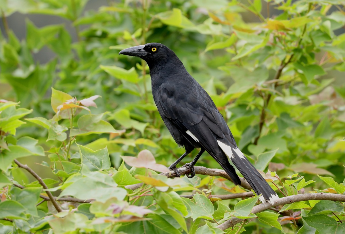 Pied Currawong