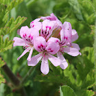 Malva perfumada