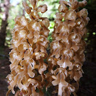 Birds-Nest Orchid