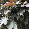 Crimson King Norway Maple