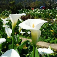 苗榜海芋園