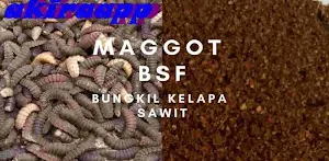 Budidaya Maggot Bsf Latest Version For Android Download Apk