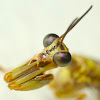 Mantis-fly