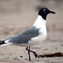 Laughing Gull