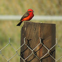 Vermillion flycatcher