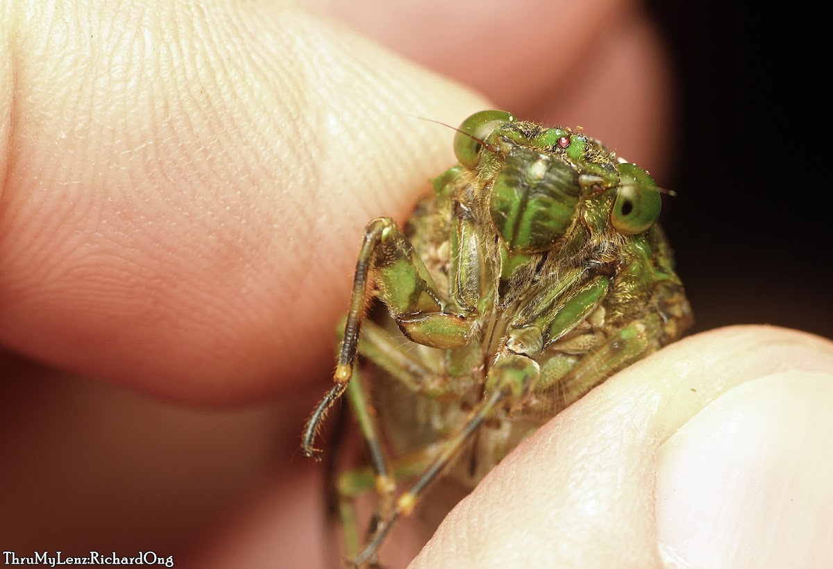 Cicada