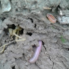 Earthworm