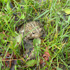 Woodhouse's Toad