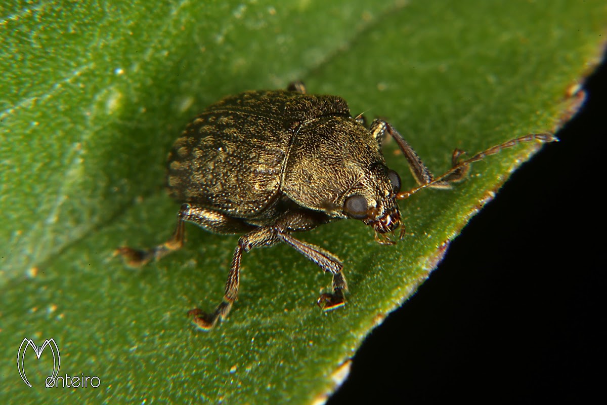 Leaf beetle