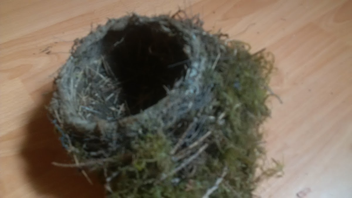 American Robin's nest