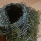 American Robin's nest