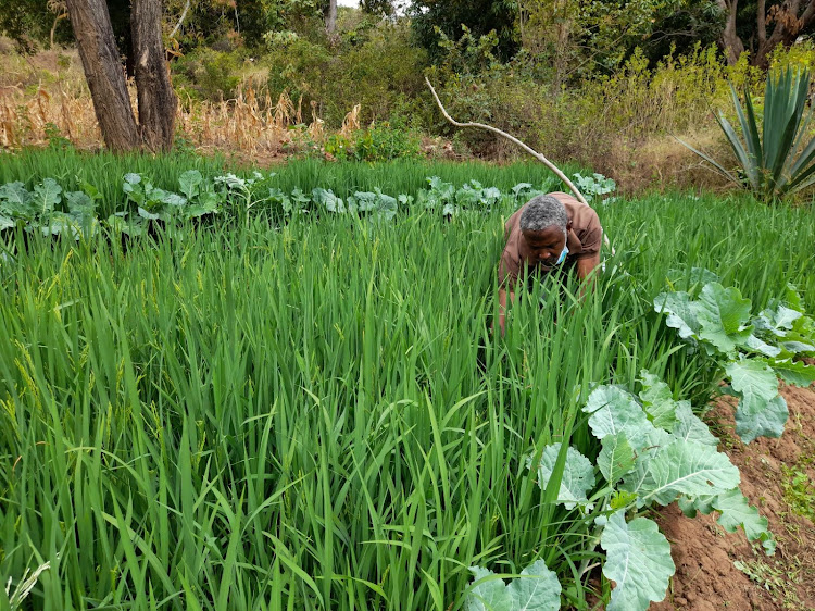 Musyoka on his rice plantation in Kitui