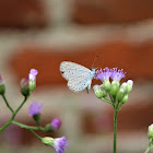 Tiny Grass Blue