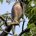 Shikra- Female