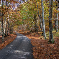 La strada nel bosco di 