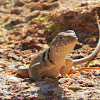 Common Collared Lizard