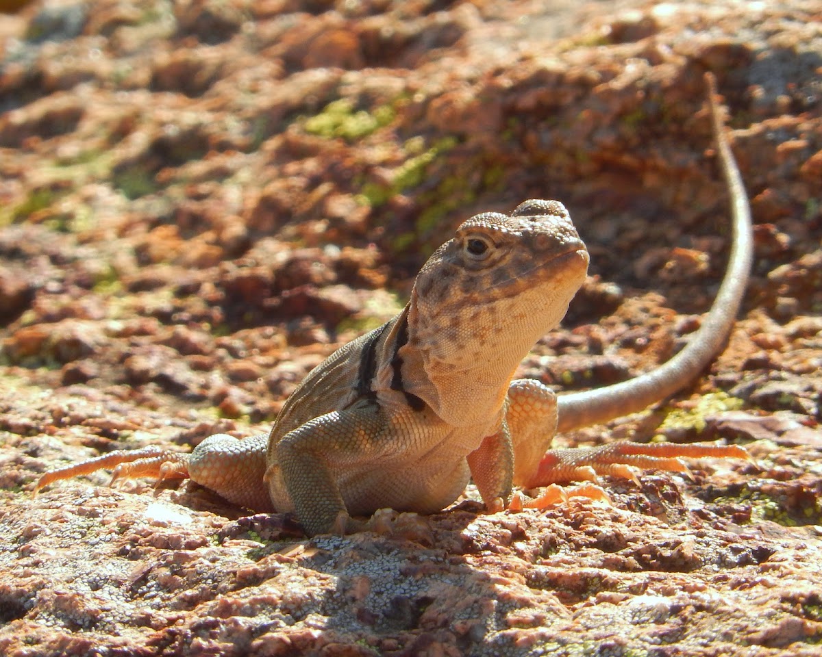 Common Collared Lizard