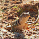 Common Collared Lizard