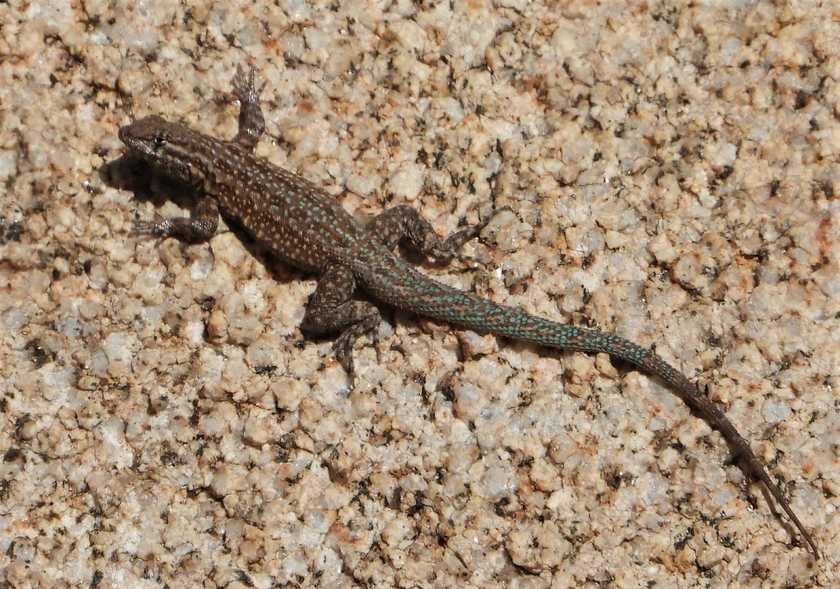 Common side-blotched lizard