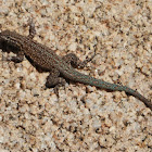 Common side-blotched lizard