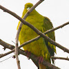 Ceylon green pigeon, sri lanka green pigeon