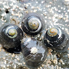 Black turban snail