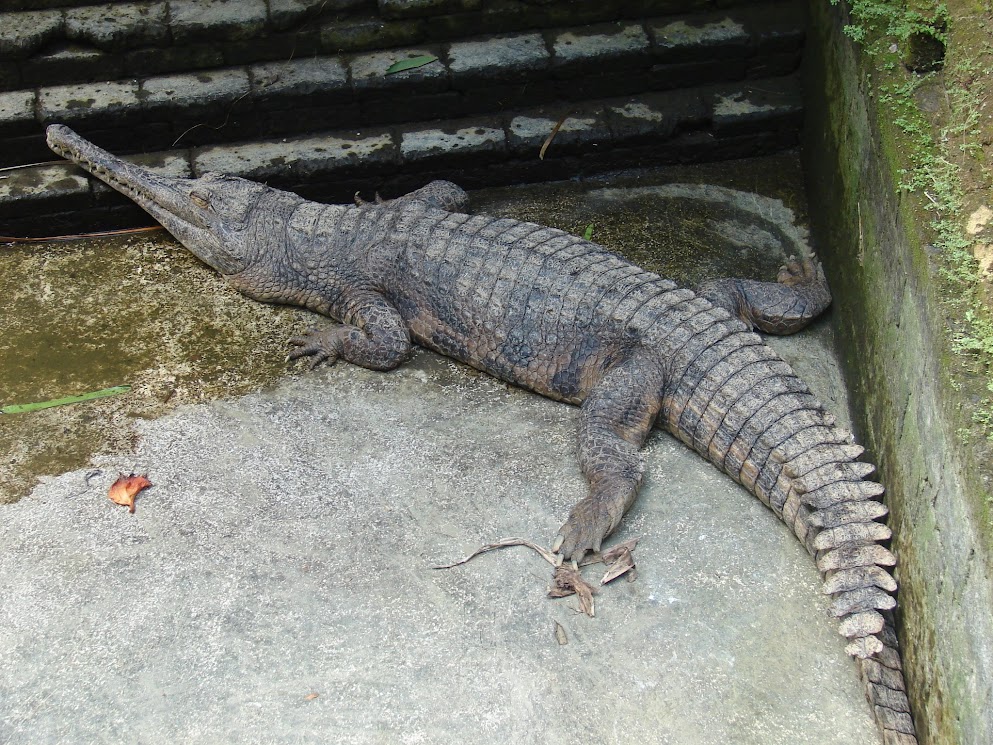 bali bird park