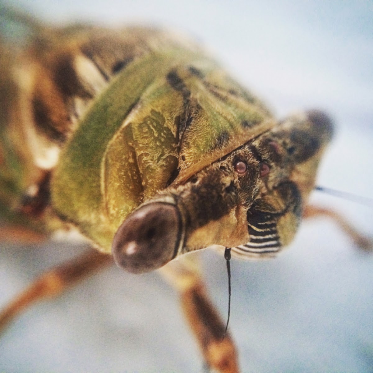 Dog Day Cicada