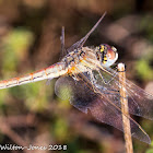 Red-veined Darter