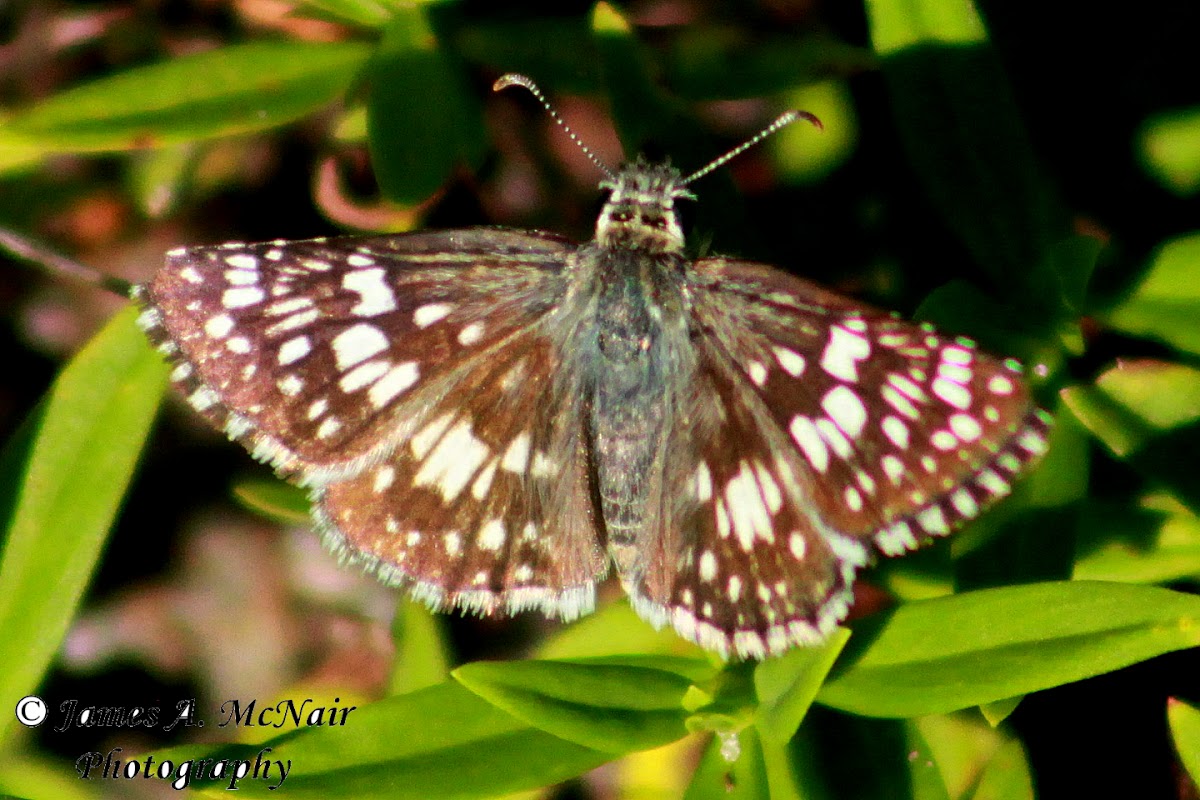 Common Checkered Skipper Butterfly