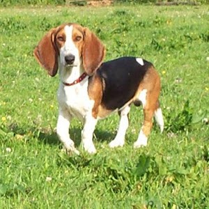 Basset Artesien Normand