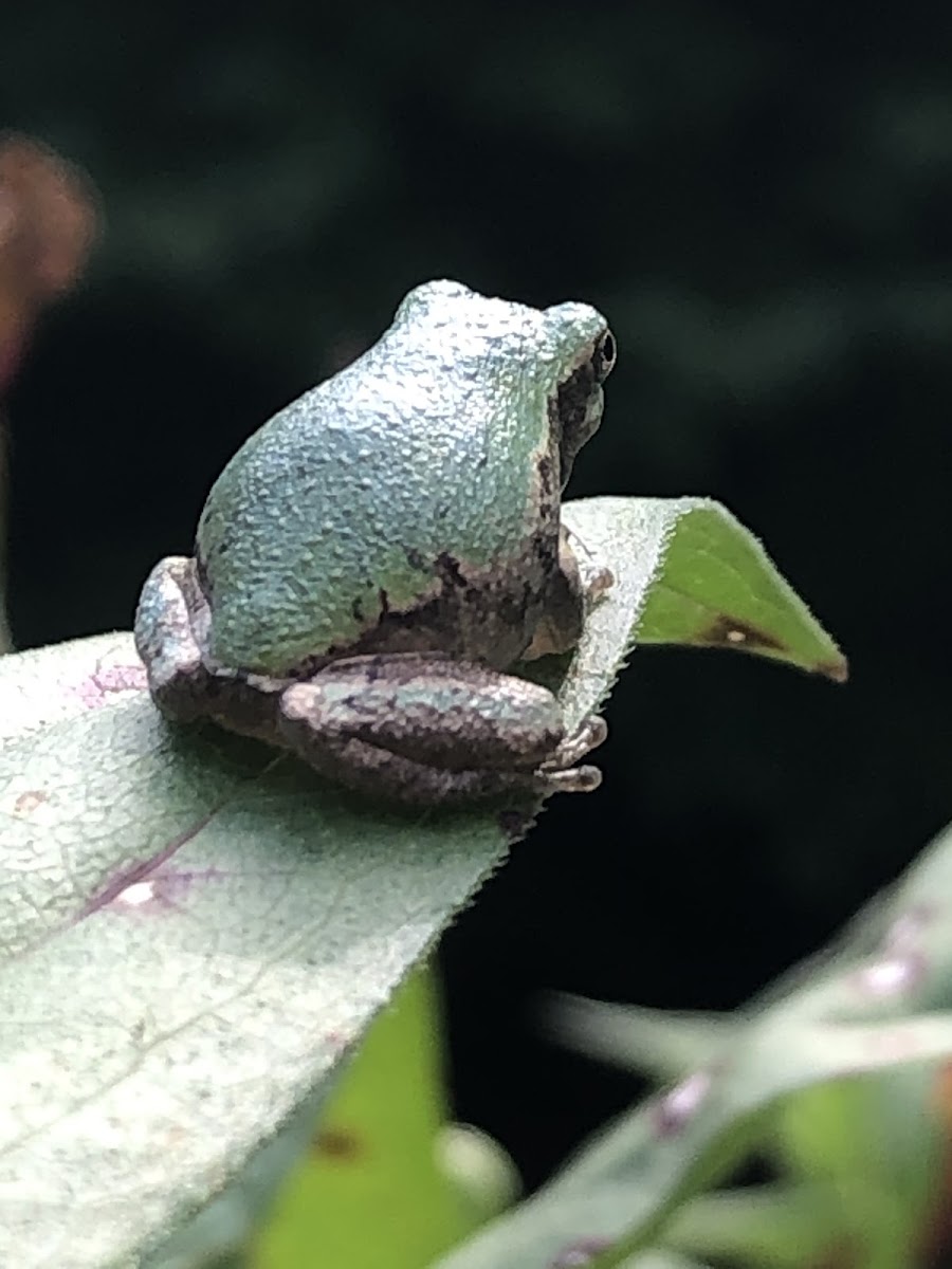 Baby Tree Frog