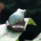 Baby Tree Frog