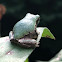 Baby Tree Frog