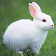 Parler le lapin icon