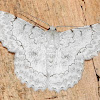 White looper moth