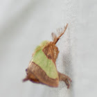 Stinging Rose Caterpillar Moth