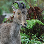 Nilgiri Tahr