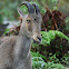 Nilgiri Tahr