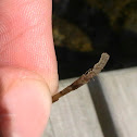 Caddisfly Larvae