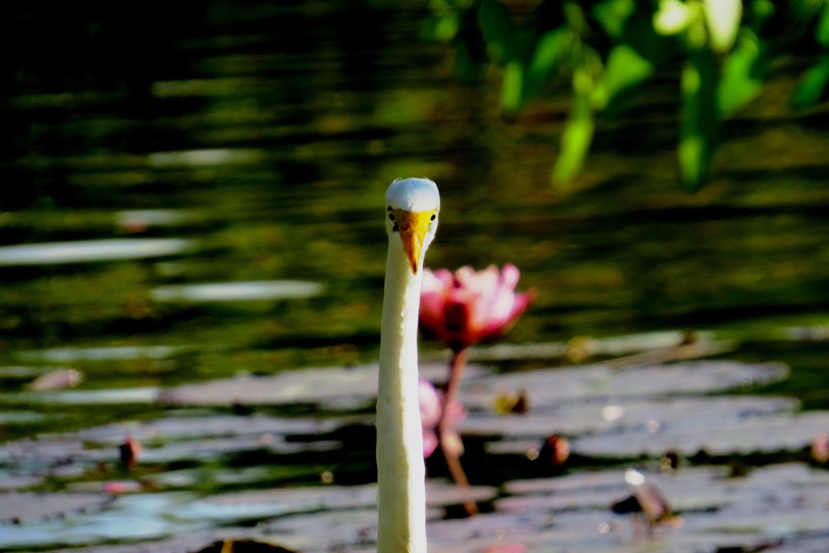 Great Egret