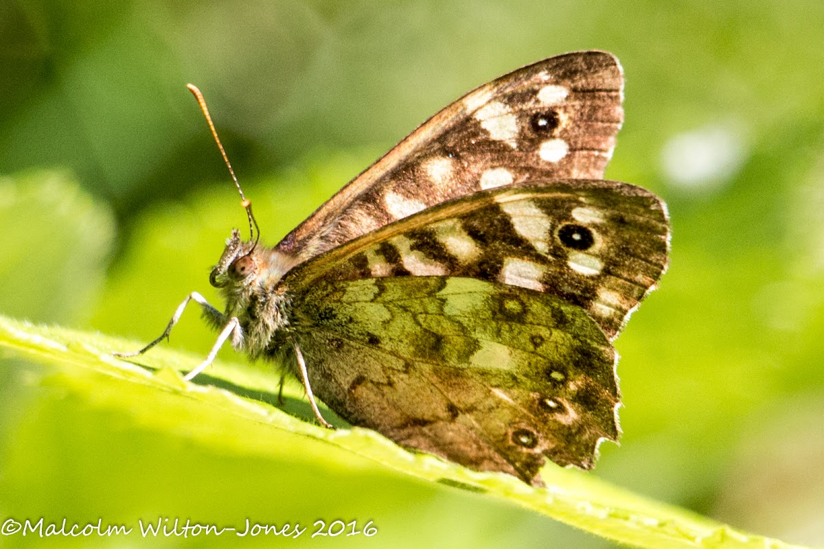 Speckled Wood