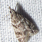 Unknown Moth