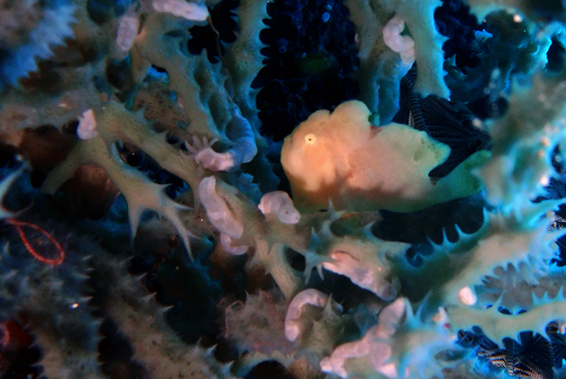 Commerson's frogfish